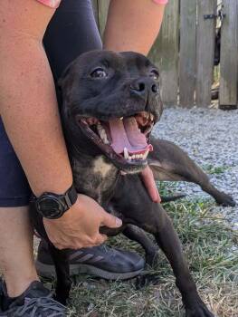 Rescue Boxer Dogs for Adoption in Thomasville, North Carolina - Emma | PetCurious