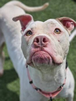 Pit Bull Terrier Dogs Available for Adoption in Cleveland, Ohio - Dottie | PetCurious