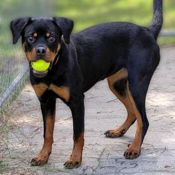 Dawn -  Rottweiler and Mixed Breed Dog for Adoption in Charlottesville, Virginia - Dawn | PetCurious