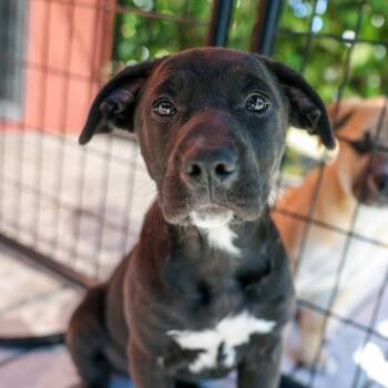 Mixed Breed Dogs Available for Adoption - Potcake | PetCurious