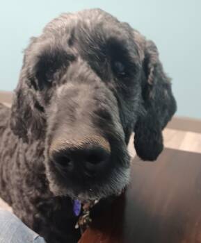 Goldendoodle Dogs Available for Adoption - Duke | PetCurious