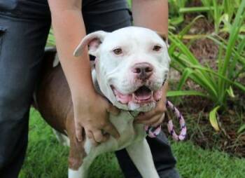 Scram -  American Bulldog and Mixed Breed Dog for Adoption in Brunswick, Georgia - Scram | PetCurious