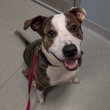 Nala -  Pit Bull Terrier Dog for Adoption in New Castle, Delaware - Nala | PetCurious