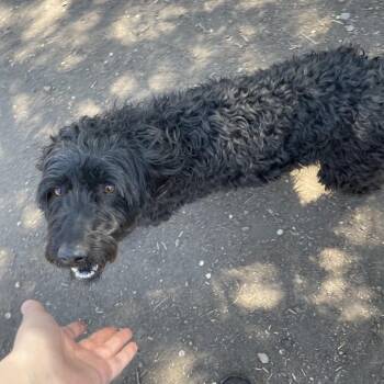 Standard Poodle and Labrador Retriever Dogs Available for Adoption in Spokane, Washington - Zoey | PetCurious