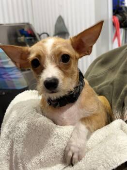 Titan -  Chihuahua and Cockapoo Dog for Adoption in Vienna, Ontario - Titan | PetCurious