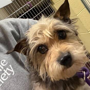 Mixed Breed Dogs Available for Adoption in Asheville, North Carolina - Brownie | PetCurious
