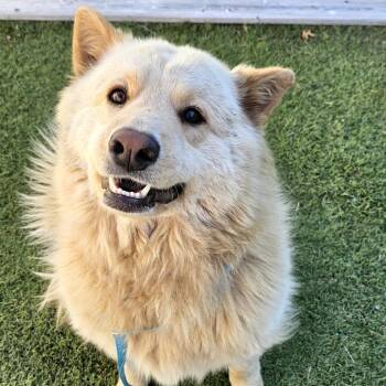 Mixed Breed and None Dogs Available for Adoption in Tulsa, Oklahoma - Peloza | PetCurious