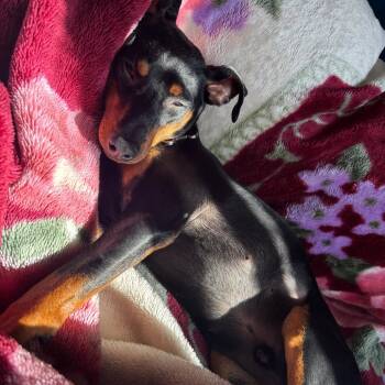 Rolo -  Miniature Pinscher Dog for Adoption in Tulsa, Oklahoma - Rolo | PetCurious