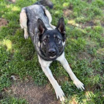 HOLLANDER -  German Shepherd Dog Dog for Adoption in Modesto, California - HOLLANDER | PetCurious