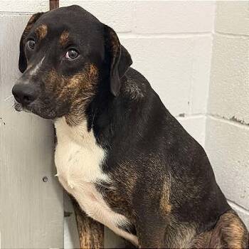 Rescue Labrador Retriever and Mixed Breed Dogs for Adoption in Brock, Texas - Clyde | PetCurious