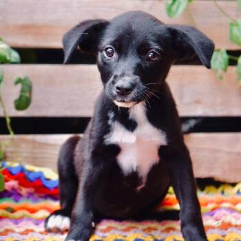 Koah -  Labrador Retriever and Shepherd Dog for Adoption in San Diego, California - Koah | PetCurious