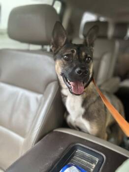 Bailey -  Shepherd and German Shepherd Dog Dog for Adoption in Holly Springs, North Carolina - Bailey | PetCurious