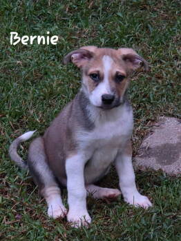 Rescue Shepherd Dogs for Adoption in Douglasville, Georgia - Bernie | PetCurious