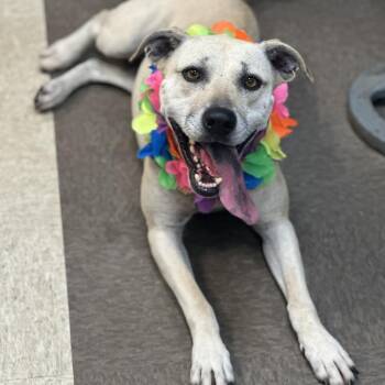 Saber 0496 -  Mixed Breed Dog for Adoption in Columbus, Georgia - Saber 0496 | PetCurious