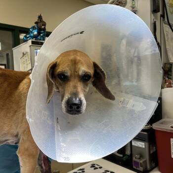 Hound Dogs Available for Adoption - Fern | PetCurious