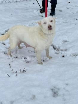 RC Bunny -  Siberian Husky Dog for Adoption in Aurora, Indiana - RC Bunny | PetCurious
