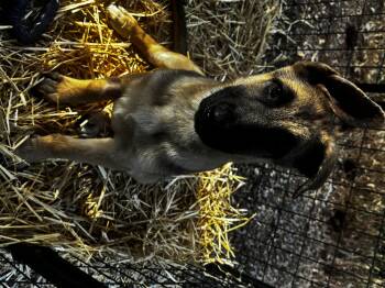 Jack -  German Shepherd Dog Dog for Adoption in Rio Linda, California - Jack | PetCurious