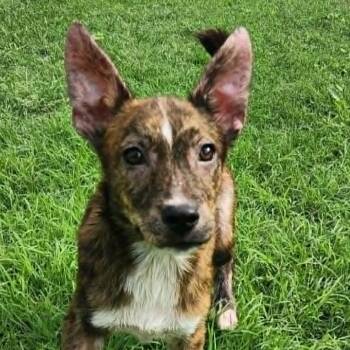 Shepherd and Mixed Breed Dogs Available for Adoption in Austin, Texas - Arabella FJ | PetCurious