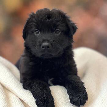 Book Pup - Finnegan Frog -  Labrador Retriever and Newfoundland Dog Dog for Adoption in San Diego, California - Book Pup - Finnegan Frog | PetCurious
