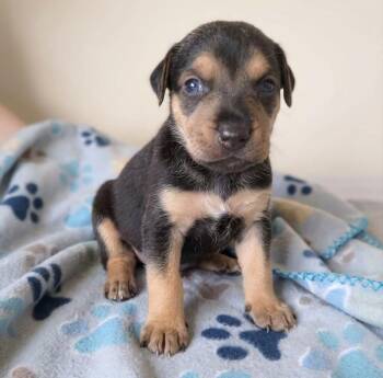 Jay Lo -  Labrador Retriever and Shepherd Dog for Adoption in Crown Point, Indiana - Jay Lo | PetCurious