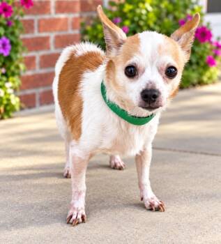 Bo Diddly -  Chihuahua Dog for Adoption in St. Augustine, Florida - Bo Diddly | PetCurious