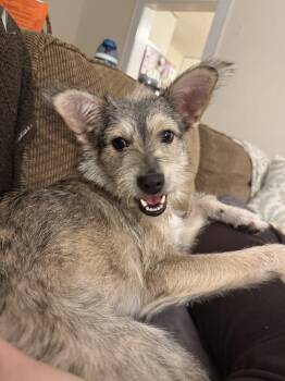 Oscar -  Welsh Terrier Dog for Adoption - Oscar | PetCurious
