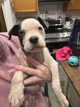 Pit Bull Terrier Dogs Available for Adoption in Fountain Hill, Pennsylvania - Chalupa | PetCurious