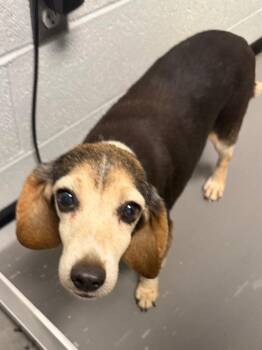 Ethel -  Beagle Dog for Adoption in Henderson, North Carolina - Ethel | PetCurious