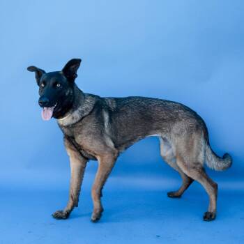 Belgian Shepherd Malinois Dogs Available for Adoption in Pasadena, California - FABIOLLA | PetCurious