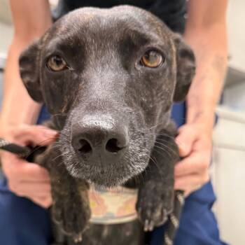Zero -  Terrier Dog for Adoption in Abilene, Texas - Zero | PetCurious
