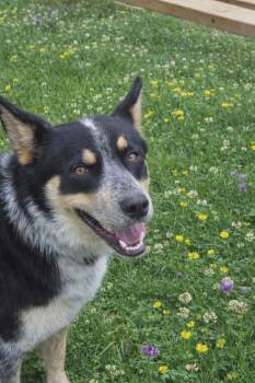 Australian Cattle Dog Blue Heeler Dogs Available for Adoption in Redfield, Arkansas - Bandit  | PetCurious