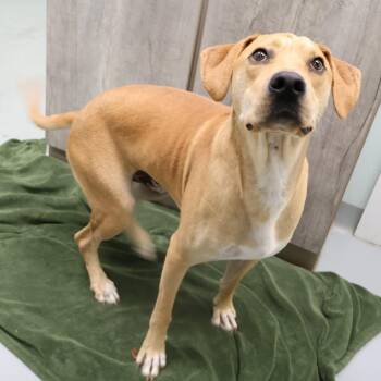 Amos -  Mixed Breed Dog for Adoption in Saint Charles, Missouri - Amos | PetCurious