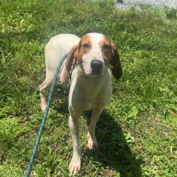 Skeeter -  Hound Dog for Adoption in Chesapeake, Virginia - Skeeter | PetCurious