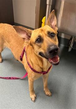 Black Mouth Cur Dogs Available for Adoption in Baytown, Texas - GYPSY | PetCurious