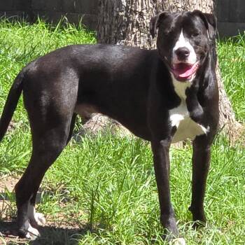 American Staffordshire Terrier and Mixed Breed Dogs Available for Adoption in Houston, Texas - Sammy Davis | PetCurious