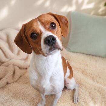 Smitty -  Beagle Dog for Adoption in Bethel, Connecticut - Smitty | PetCurious