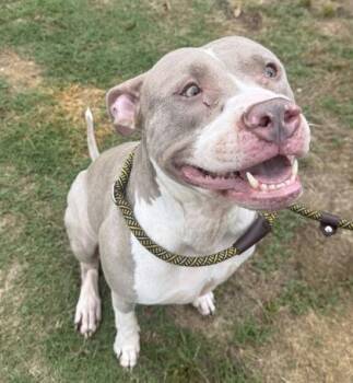Pit Bull Terrier and Mixed Breed Dogs Available for Adoption in Conway, South Carolina - Sage | PetCurious