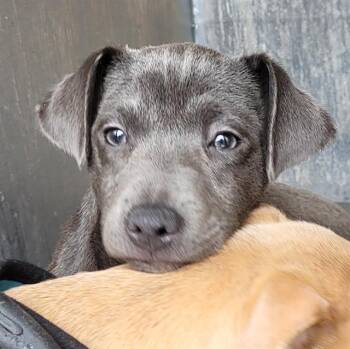A816947 -  American Staffordshire Terrier Dog for Adoption in San Antonio, Texas - A816947 | PetCurious