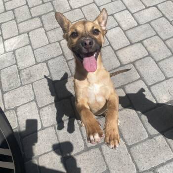 Belgian Shepherd Malinois Dogs Available for Adoption in Sammamish, Washington - Peanut | PetCurious