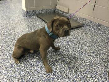 A1924955 -  Pit Bull Terrier and Mixed Breed Dog for Adoption in Thousand Palms, California - A1924955 | PetCurious