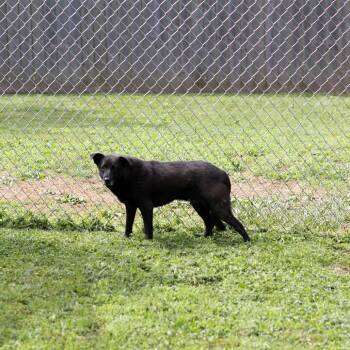 Chester -  Black Labrador Retriever Dog for Adoption - Chester | PetCurious