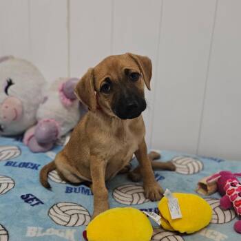 Kiki -  Labrador Retriever and Mixed Breed Dog for Adoption in Springfield, Missouri - Kiki | PetCurious