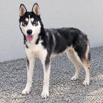 Simon 2459 -  Husky and Mixed Breed Dog for Adoption in Loxahatchee Groves, Florida - Simon 2459 | PetCurious