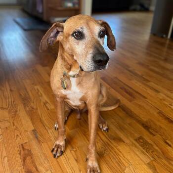 Duma -  Rhodesian Ridgeback and Mixed Breed Dog for Adoption in Washington, District Of Columbia - Duma | PetCurious