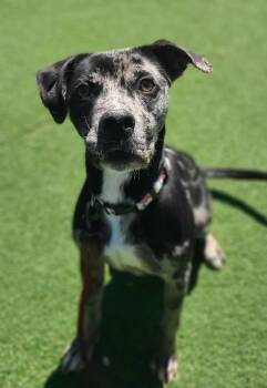 Winnie -  Pit Bull Terrier and Catahoula Leopard Dog Dog for Adoption in Fruit Heights, Utah - Winnie | PetCurious