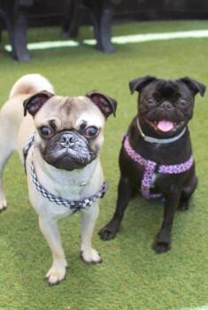 Pepsi *bonded to Diet Coke* / Diet Coke *bonded to Pepsi* -  Pug Dog for Adoption in Gardena, California - Pepsi *bonded To Diet Coke* / Diet Coke *bonded To Pepsi* | PetCurious
