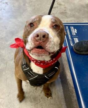 Pit Bull Terrier and Mixed Breed Dogs Available for Adoption in Bowling Green, Kentucky - Bullitt - NO CHICKEN / BEEF!!! | PetCurious