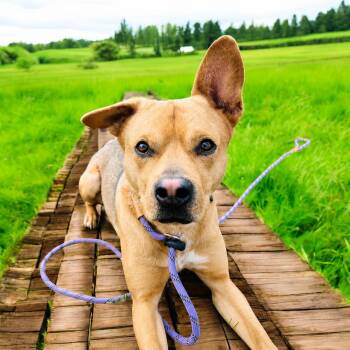 Labrador Retriever and Shepherd Dogs Available for Adoption in Weare, New Hampshire - Alex | PetCurious