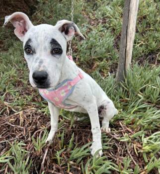 SASHA -  Terrier Dog for Adoption in Bell Gardens, California - SASHA | PetCurious