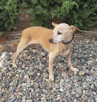 Charming Lil Mr Cory - Cuddle Bunny Chihuahua -  Chihuahua Dog for Adoption in North Valley, New Mexico - Charming Lil Mr Cory - Cuddle Bunny Chihuahua | PetCurious